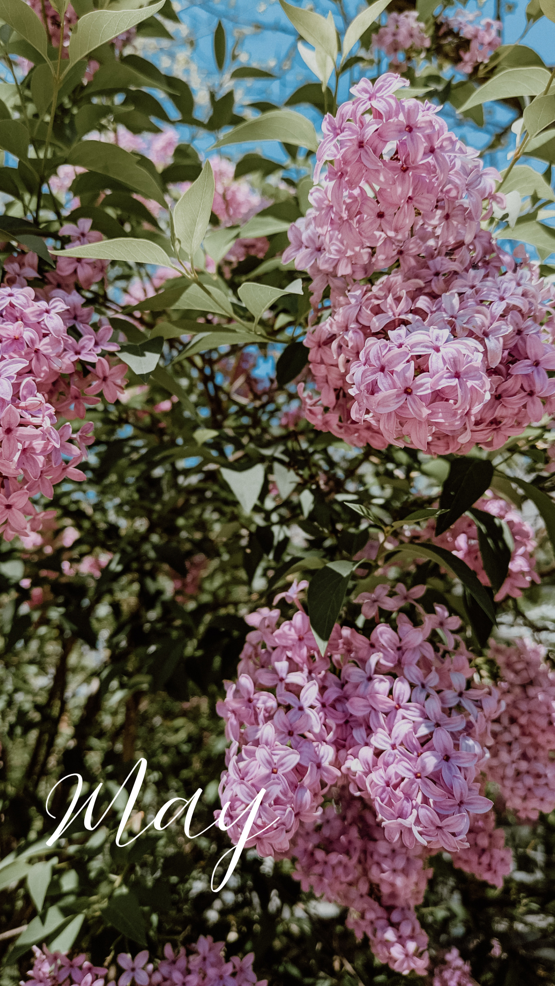 Purple lilac flowers
